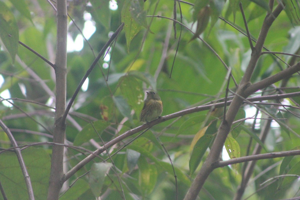 Striolated Manakin - ML644166684
