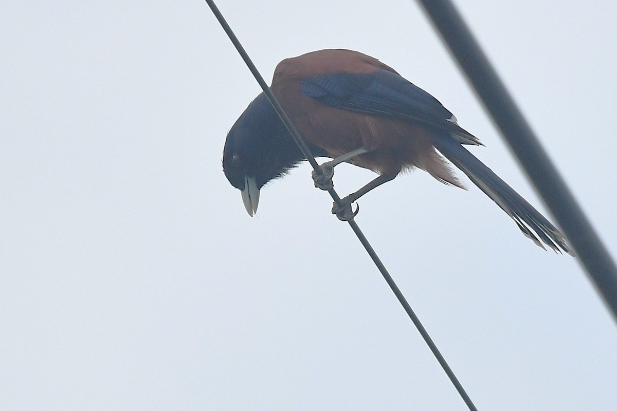 Lidth's Jay - ML644166688