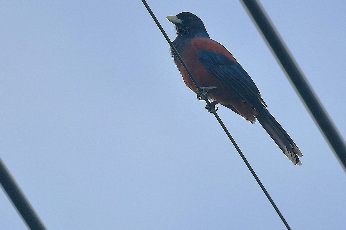 Lidth's Jay - ML644166689