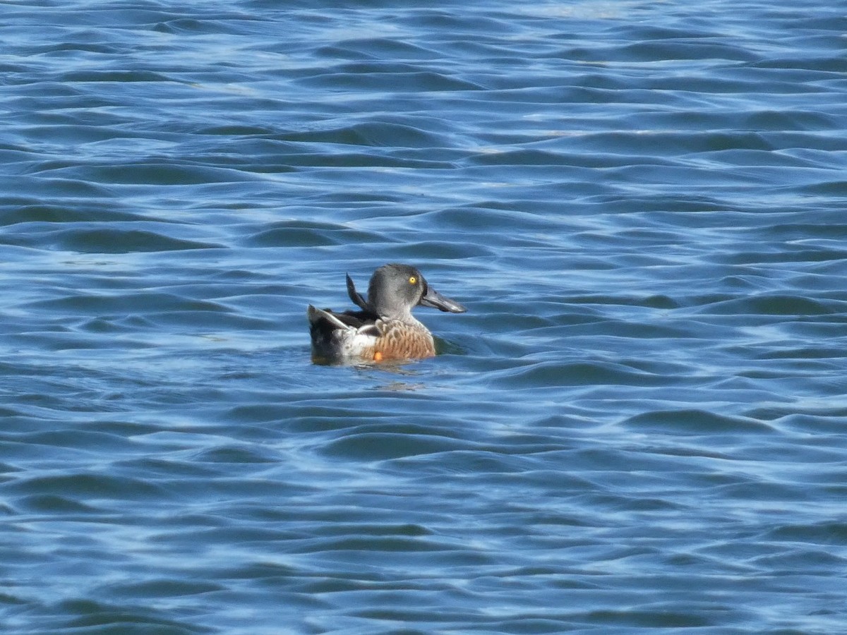 Northern Shoveler - ML644166695