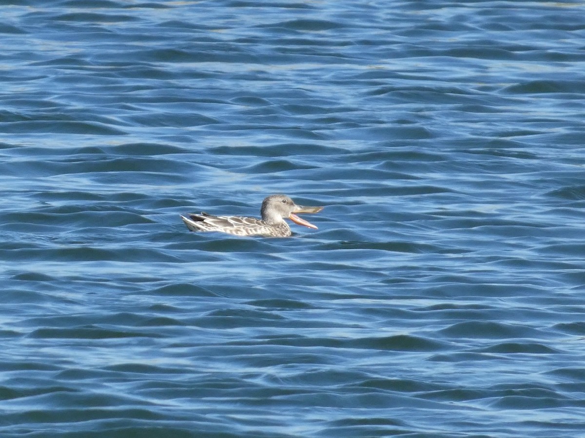 Northern Shoveler - ML644166696