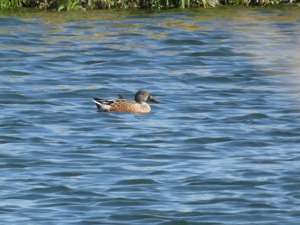 Northern Shoveler - ML644166697