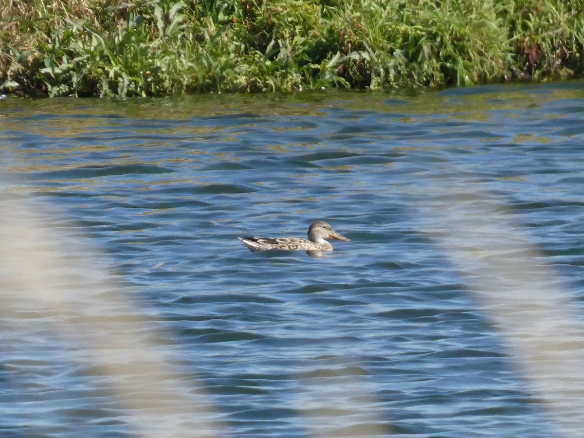 Northern Shoveler - ML644166698