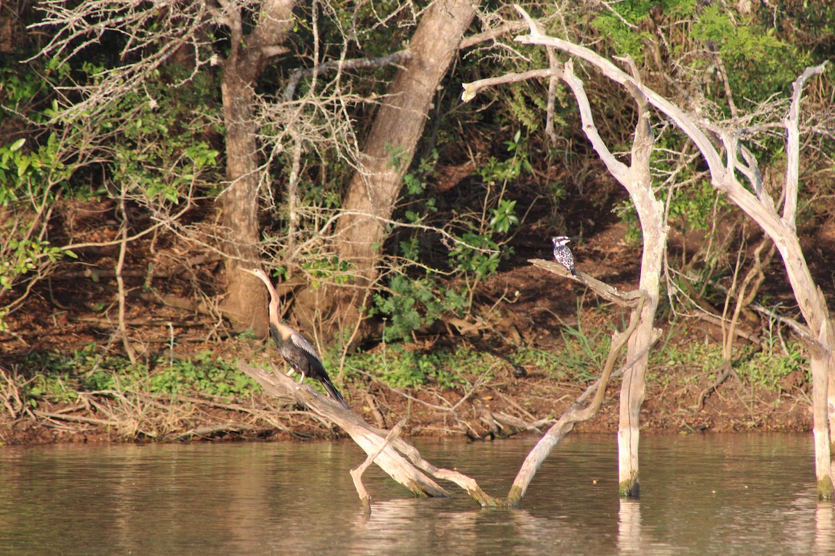 anhinga africká - ML644166700