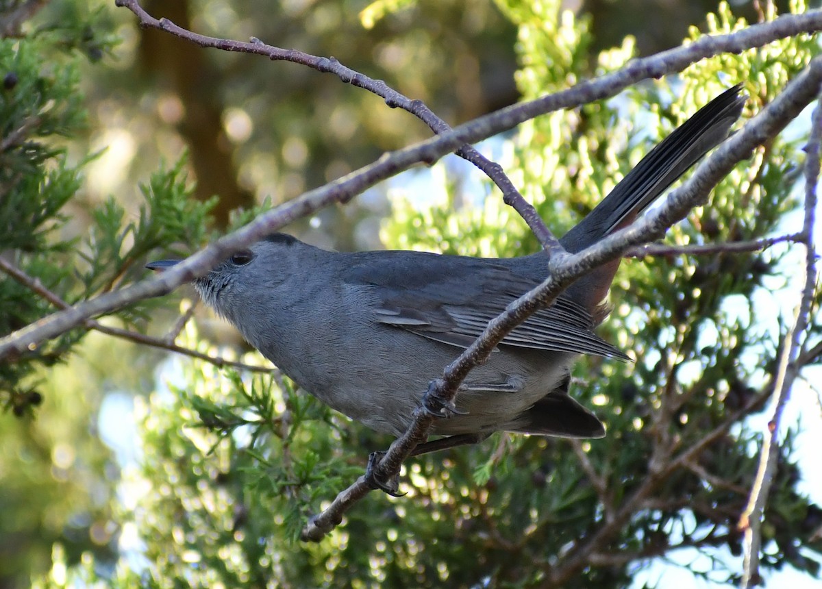 Gray Catbird - ML644166709