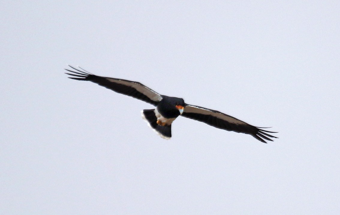 Caracara montagnard - ML644166728