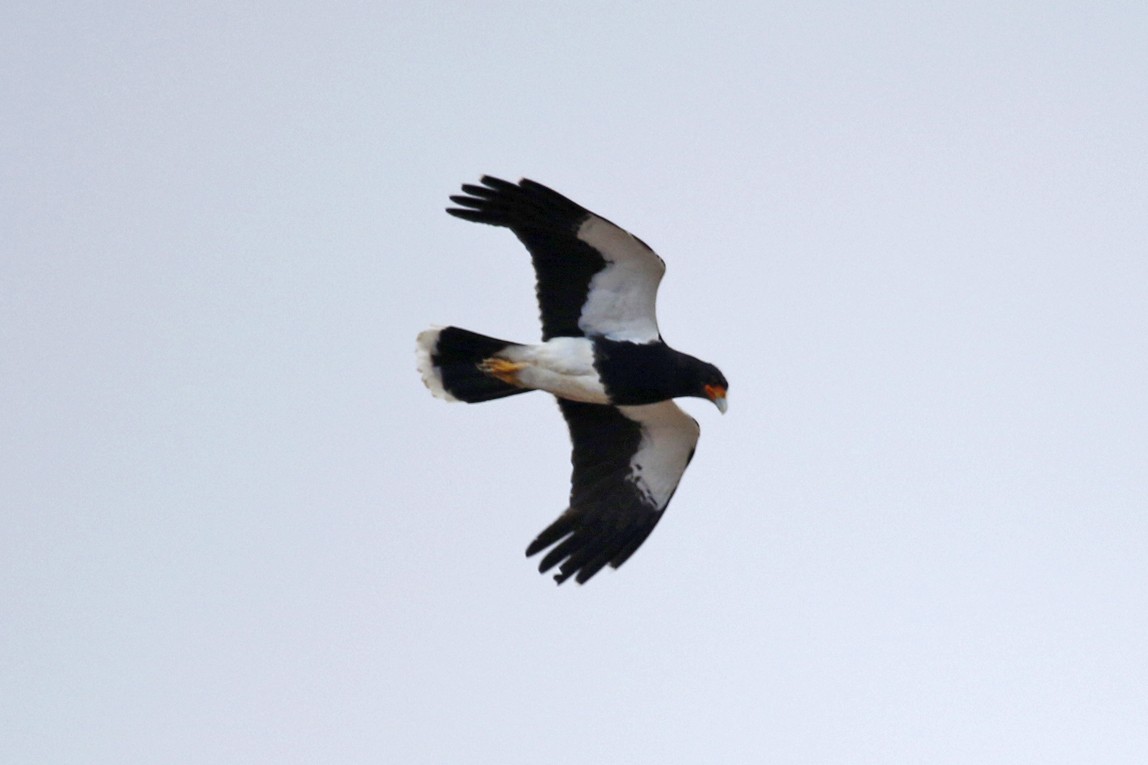 Caracara montagnard - ML644166729