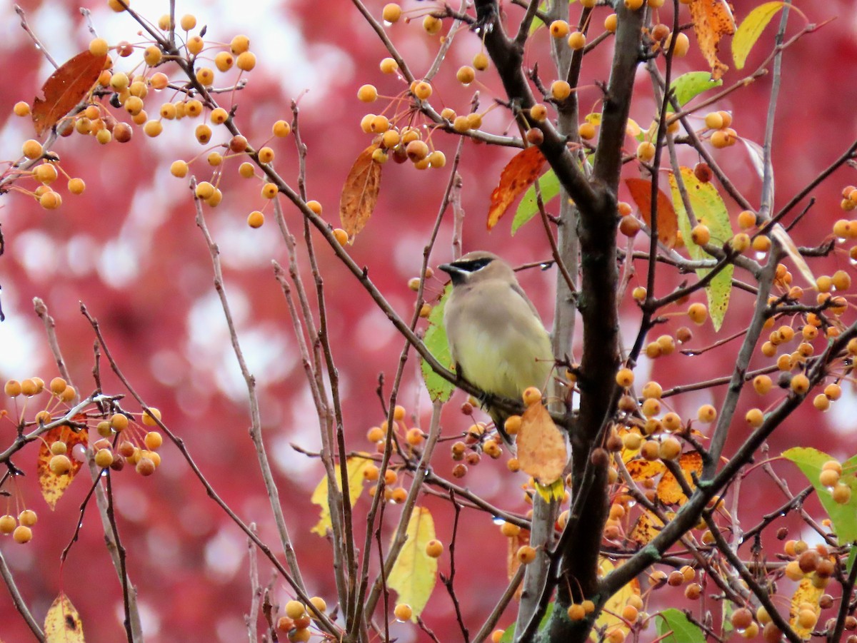 ヒメレンジャク - ML644166734