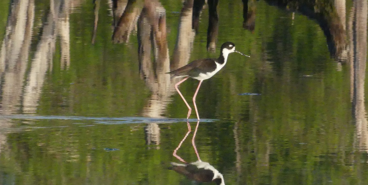 Black-necked Stilt - ML644166755