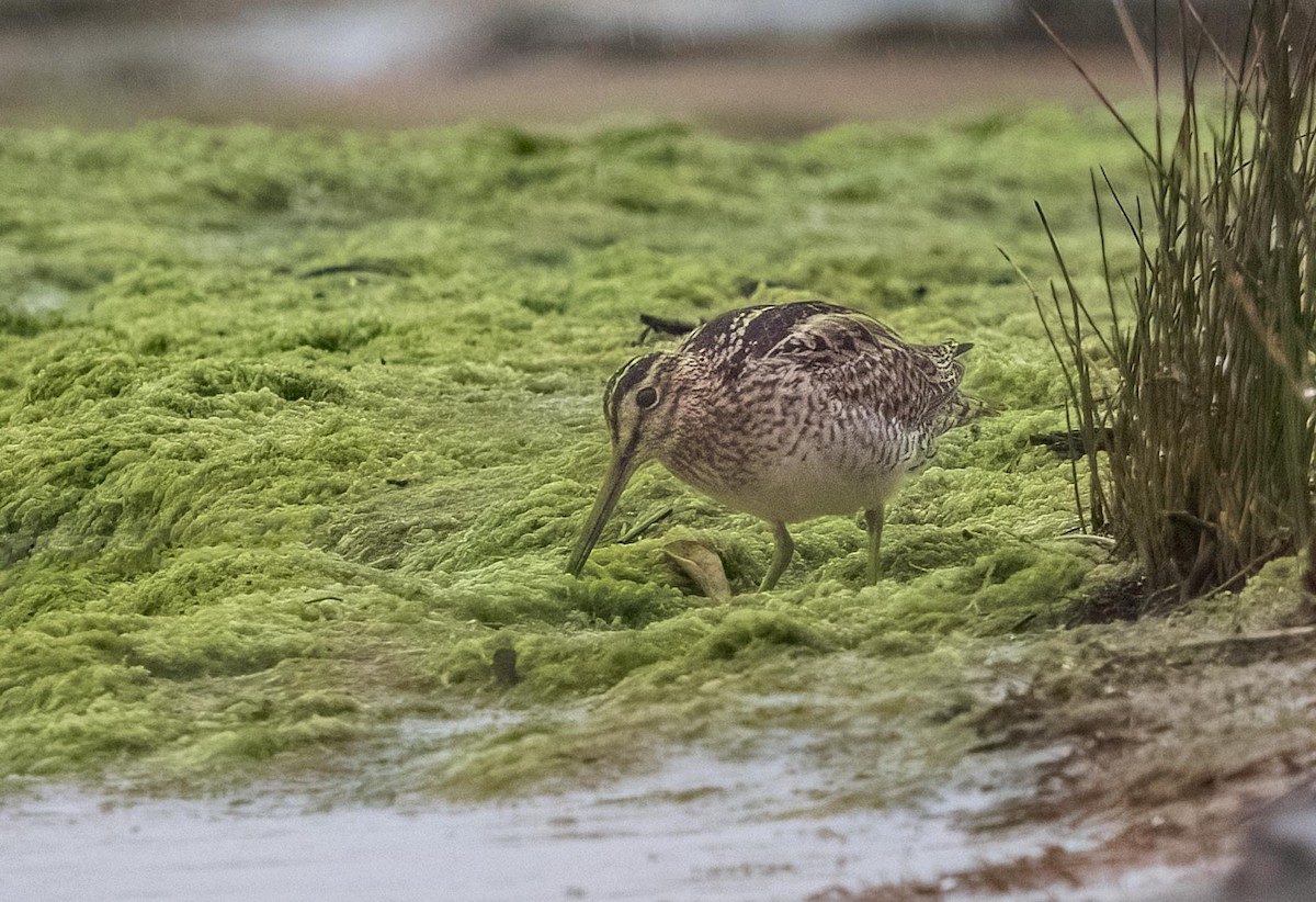 Latham's Snipe - ML644166756