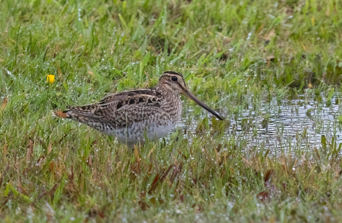 Latham's Snipe - ML644166757