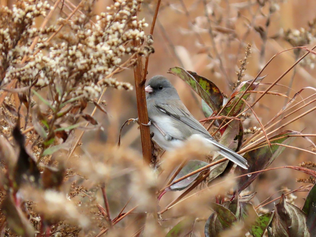 ユキヒメドリ - ML644166759