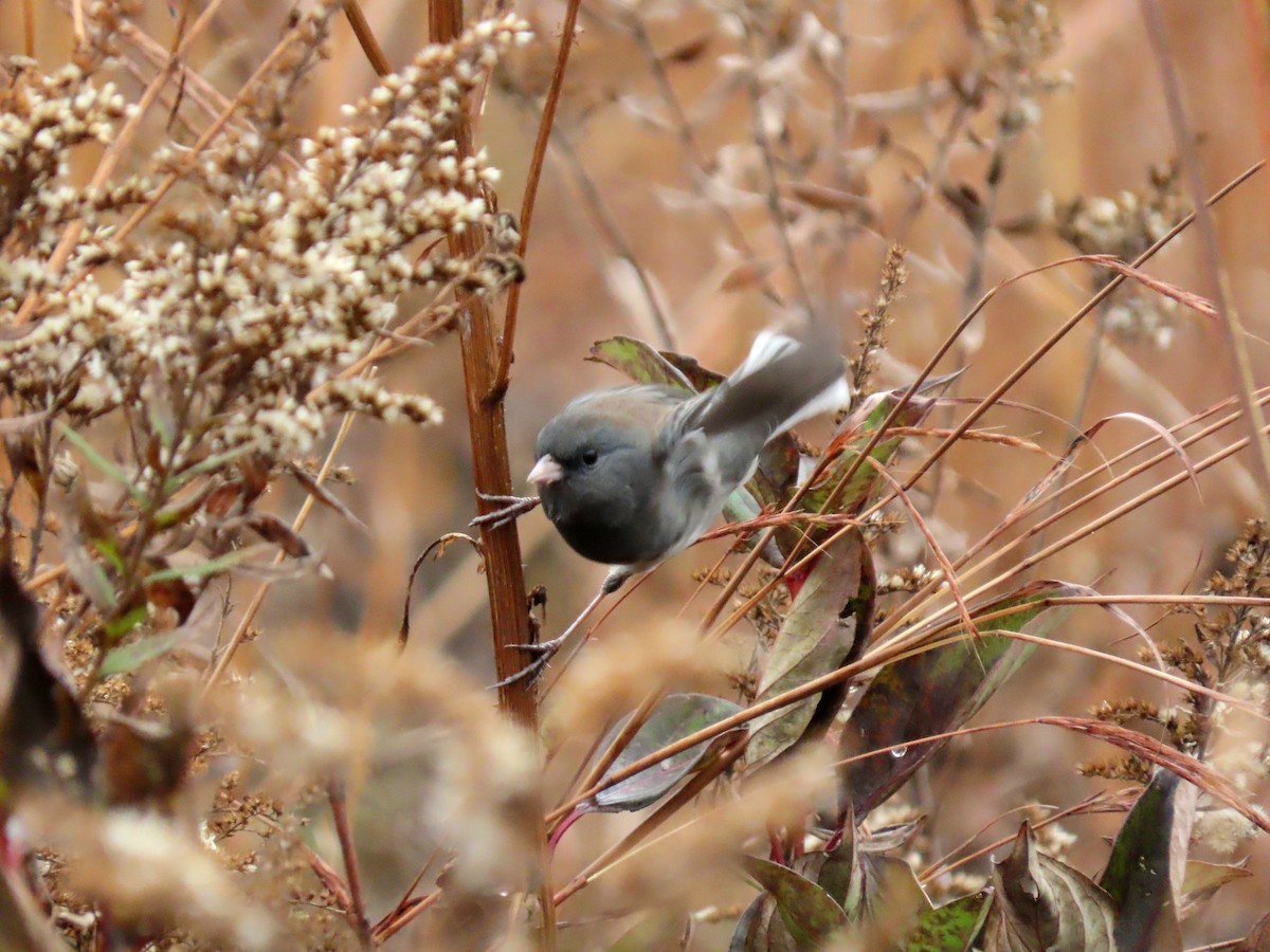 ユキヒメドリ - ML644166760