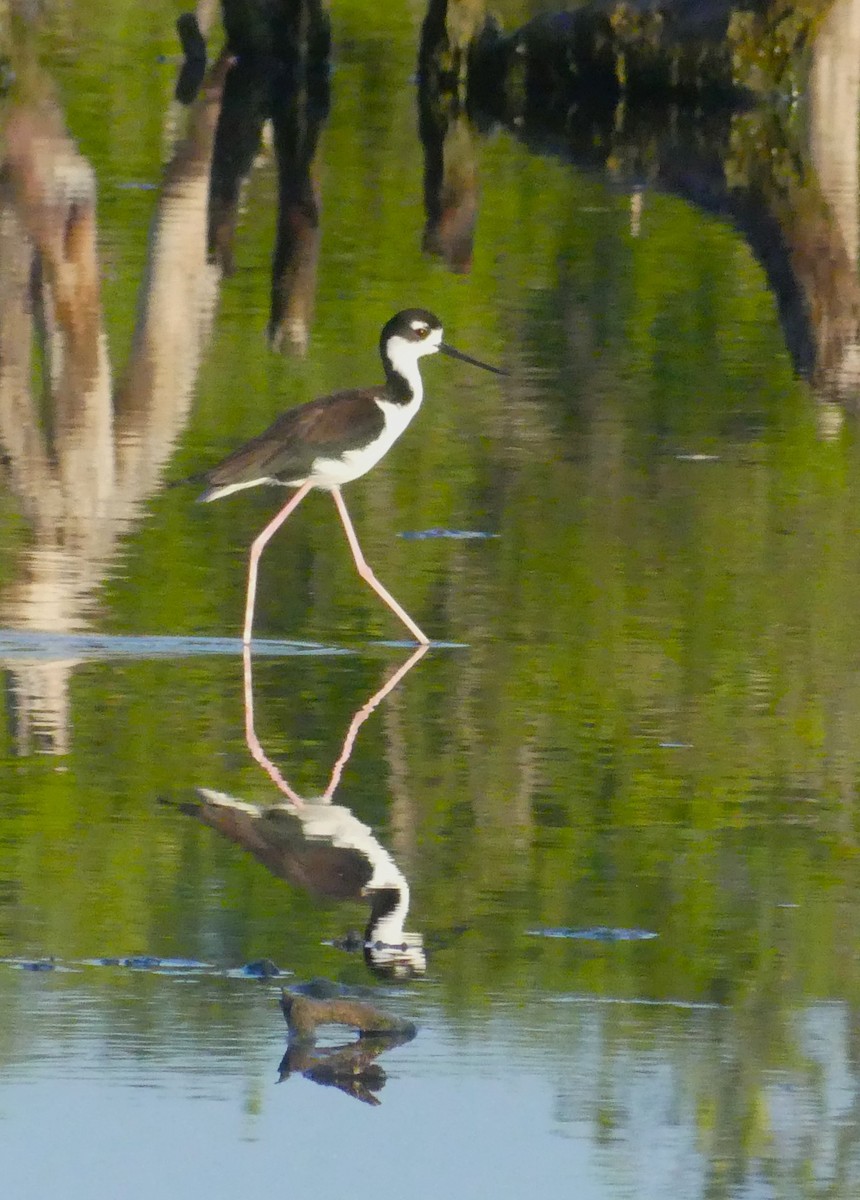 Black-necked Stilt - ML644166769
