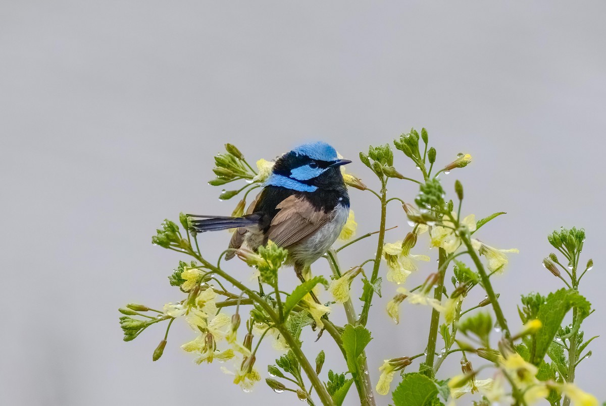 Superb Fairywren - ML644166776