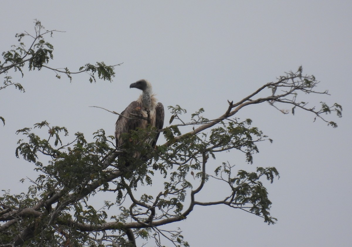 White-backed Vulture - ML644166789
