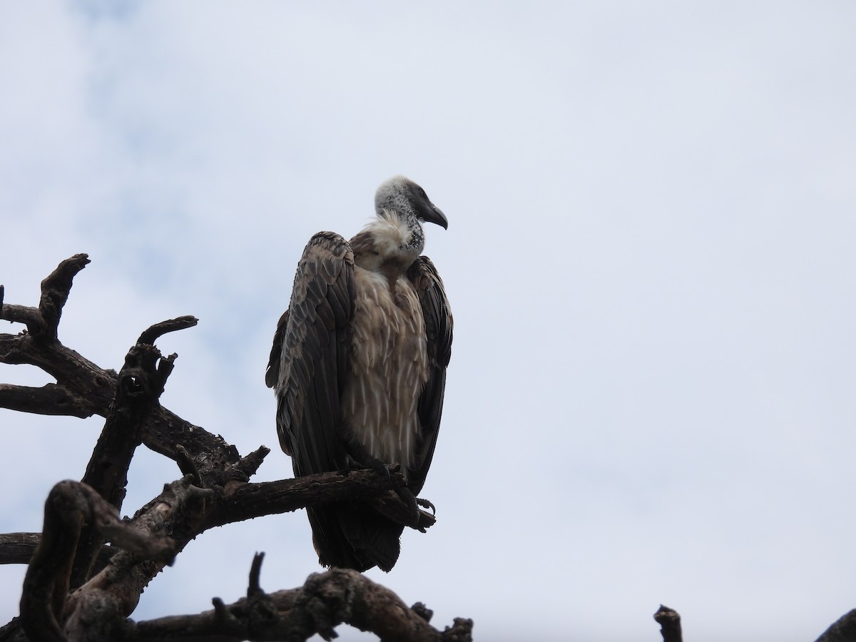 White-backed Vulture - ML644166790