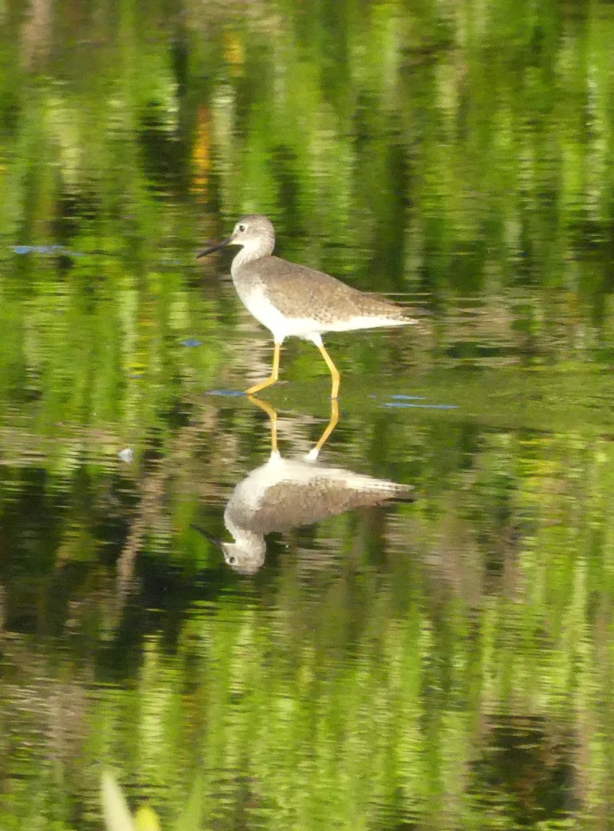Lesser Yellowlegs - ML644166793