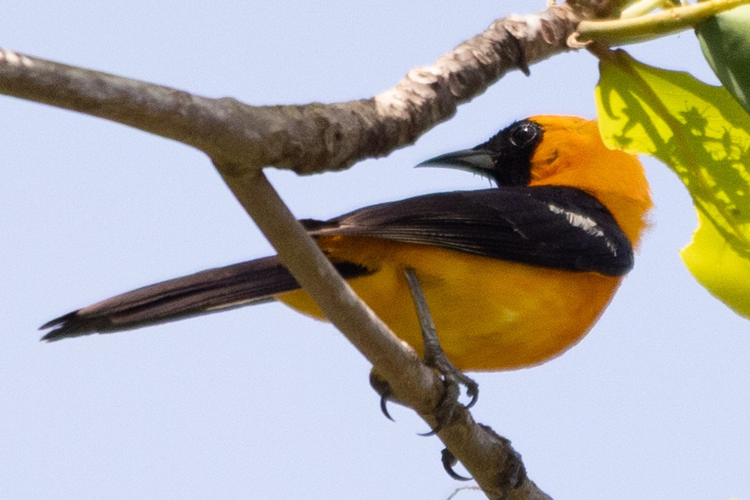 Oriole orange - ML644166795