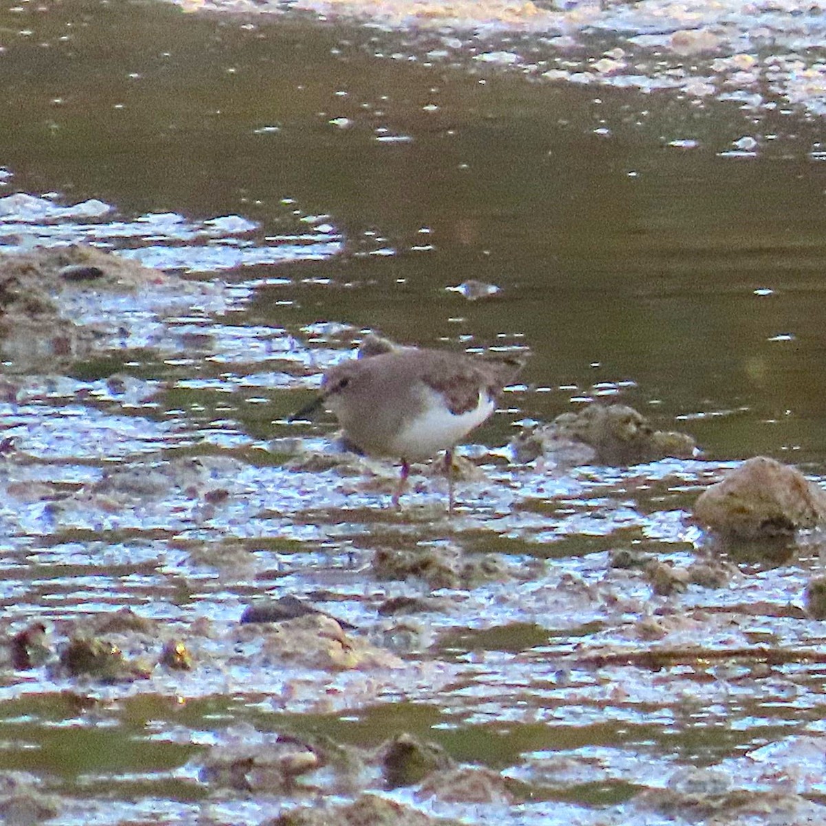 Bécasseau de Temminck - ML644166797