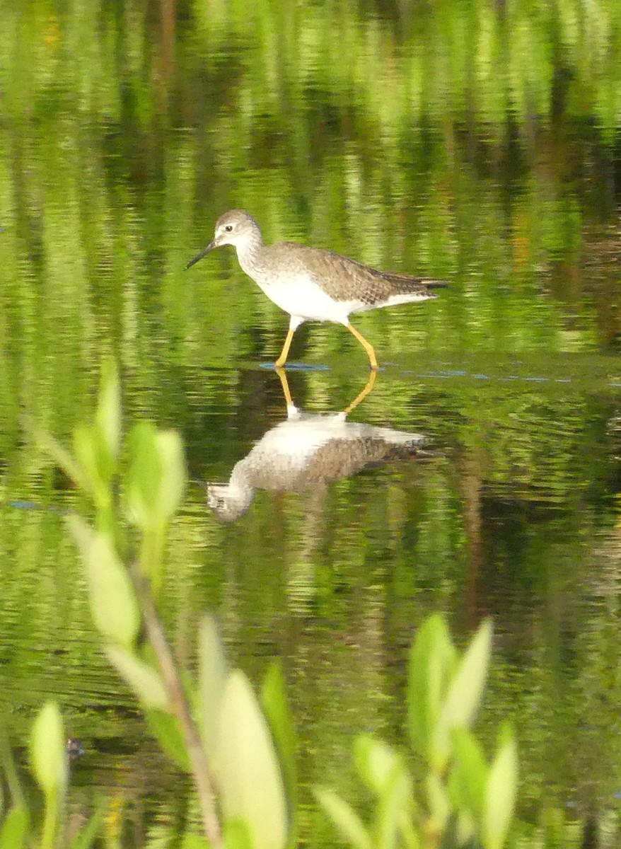 Lesser Yellowlegs - ML644166816