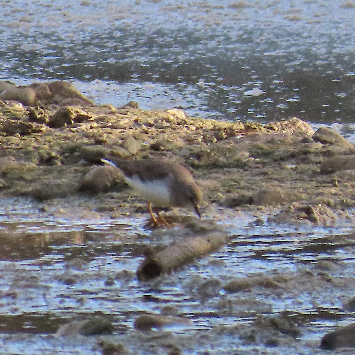 Bécasseau de Temminck - ML644166818