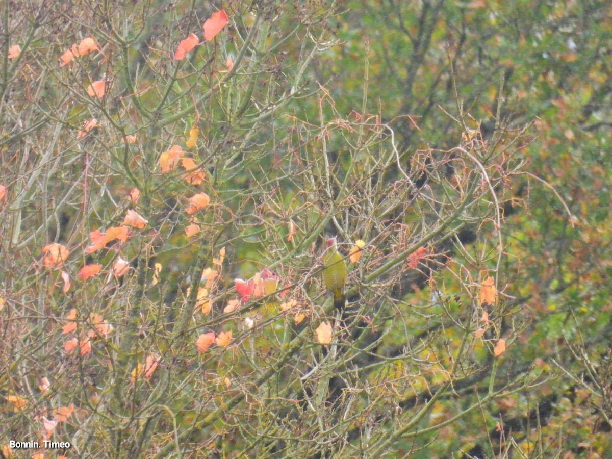 Eurasian Green Woodpecker - ML644166824