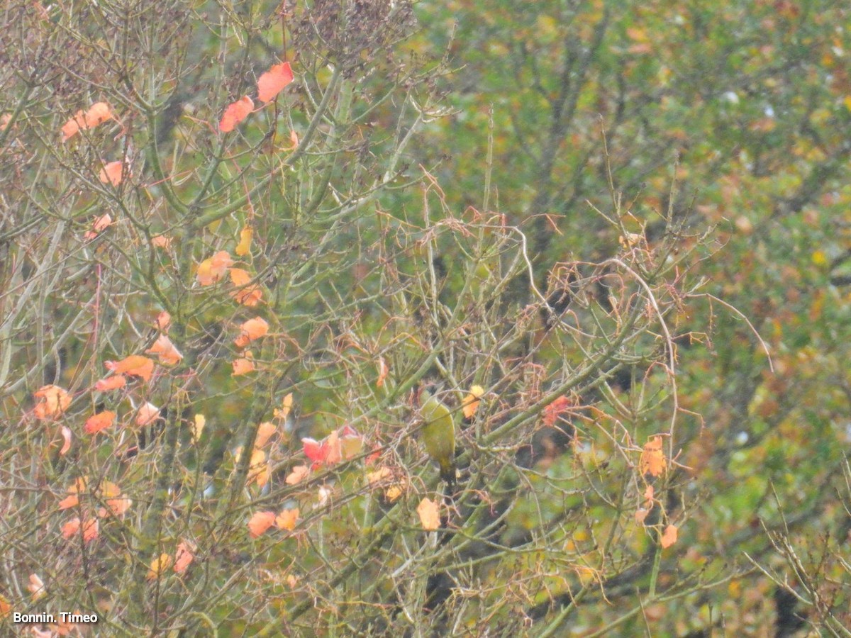 Eurasian Green Woodpecker - ML644166825