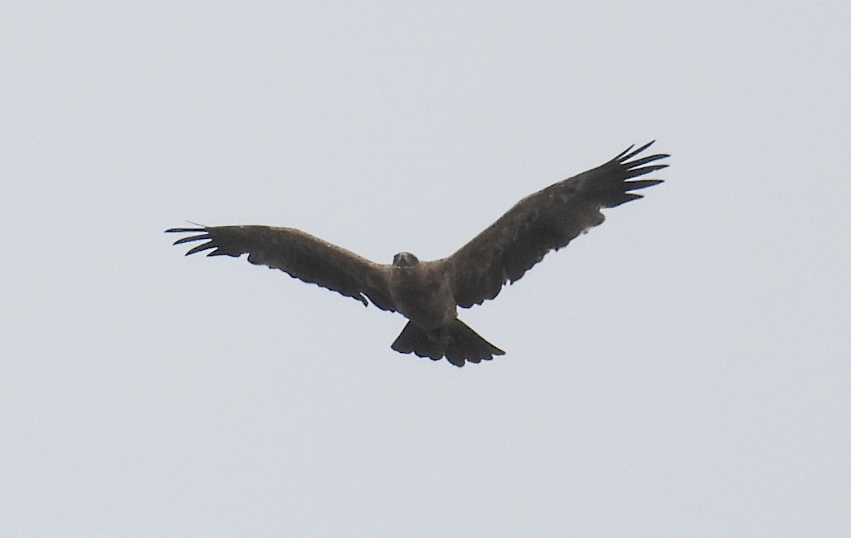 Águila Rapaz - ML644166833