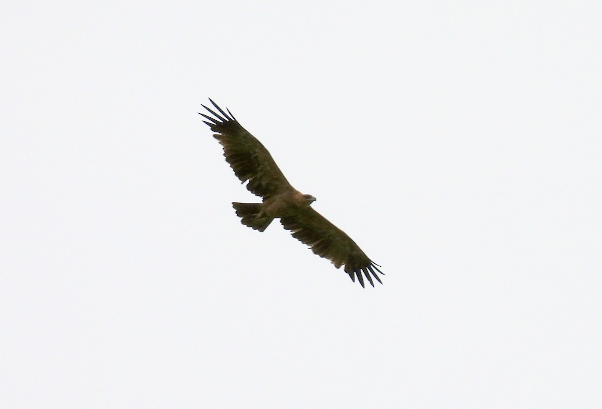 Águila Rapaz - ML644166834
