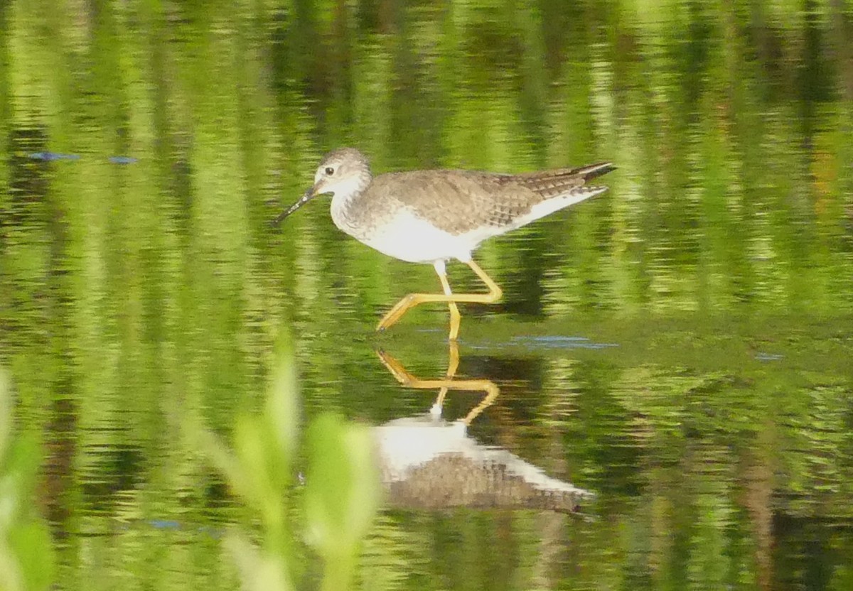 Lesser Yellowlegs - ML644166836