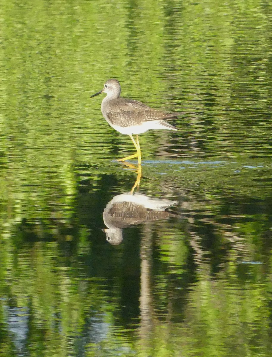 Lesser Yellowlegs - ML644166849