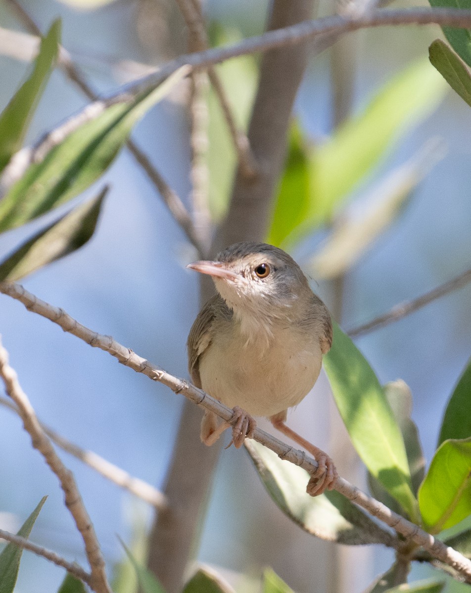 Delicate Prinia - ML644166850
