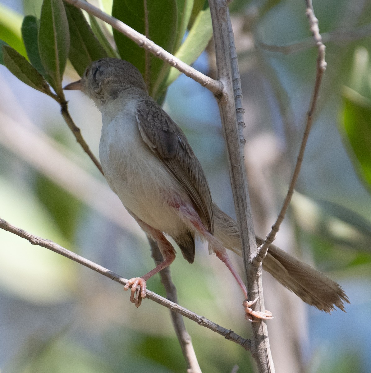 Delicate Prinia - ML644166851