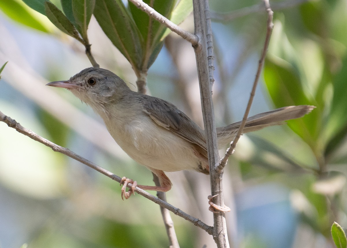 Delicate Prinia - ML644166852