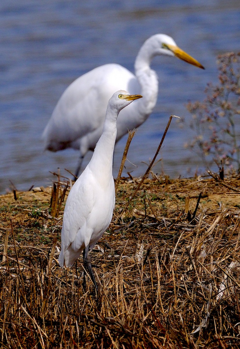Western Cattle-Egret - ML644166854