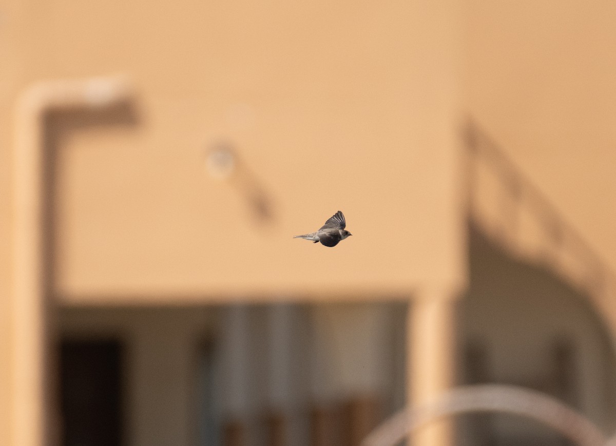 Uhalde-enara arrunta - ML644166870