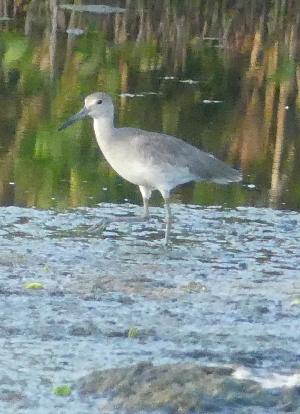 Willet - ML644166877