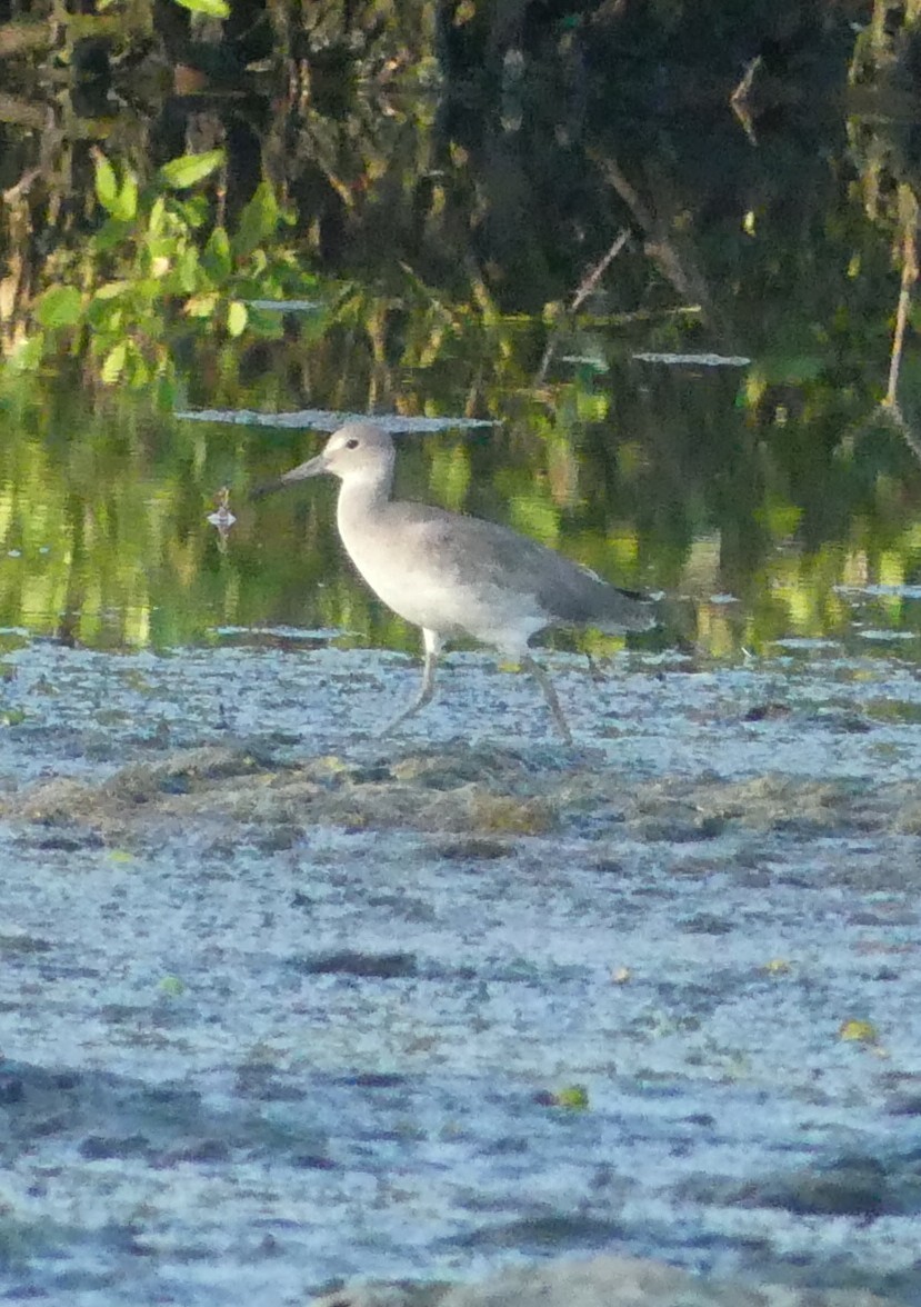 Willet - ML644166897