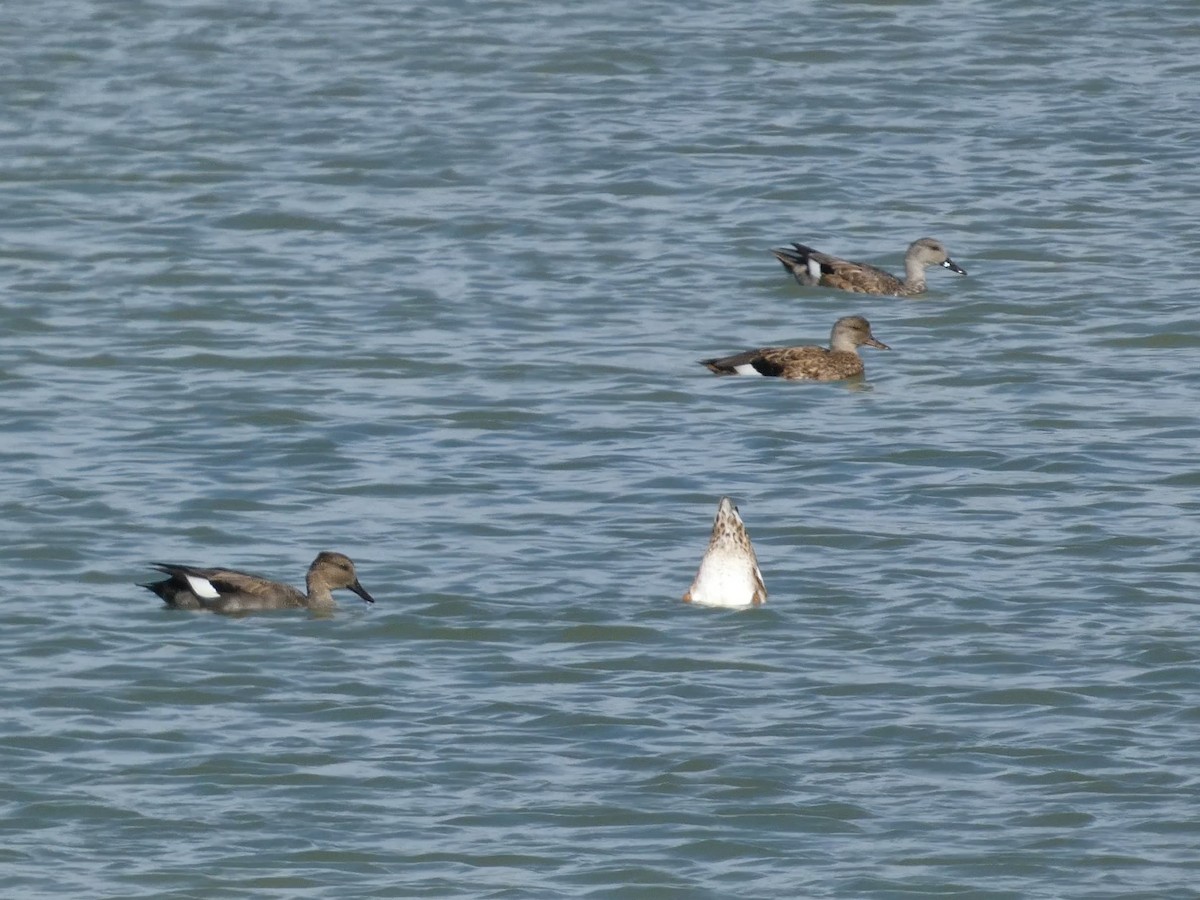 Gadwall - ML644166898