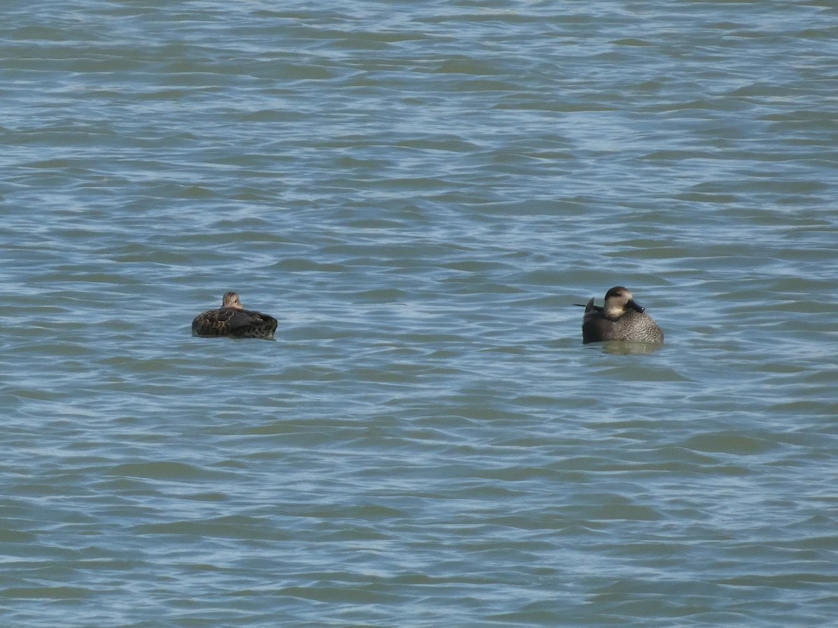 Gadwall - ML644166899