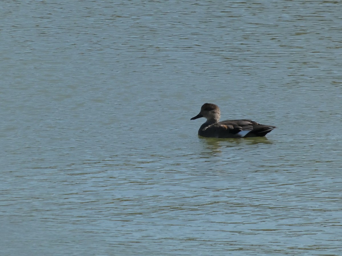 Gadwall - ML644166900