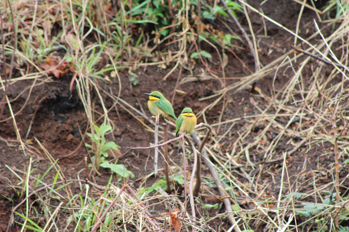 Бджолоїдка карликова - ML644166902