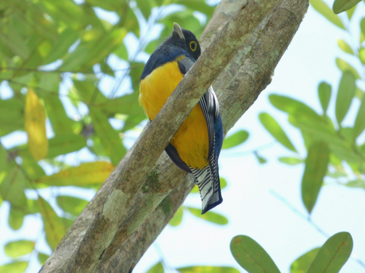 Mor Trogon - ML644166909