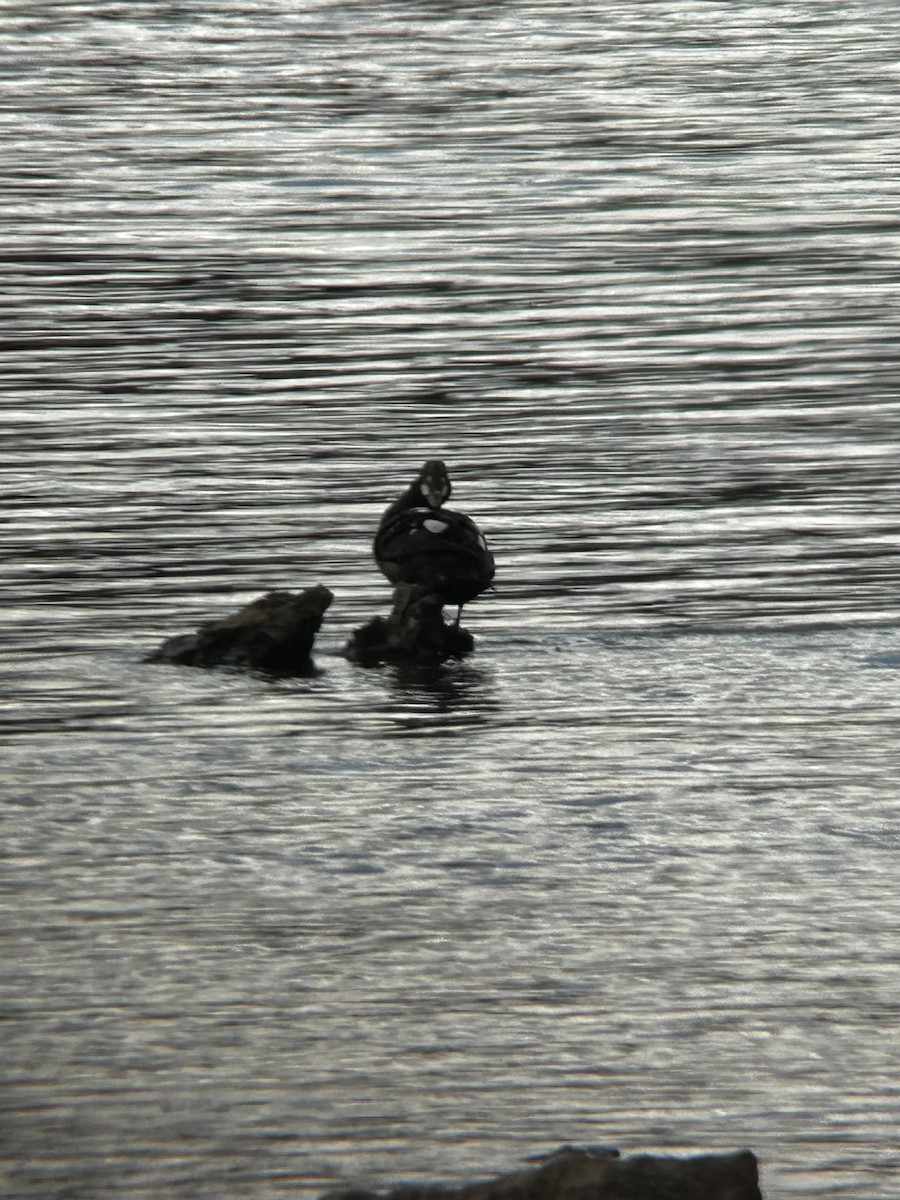 Harlequin Duck - ML644166914