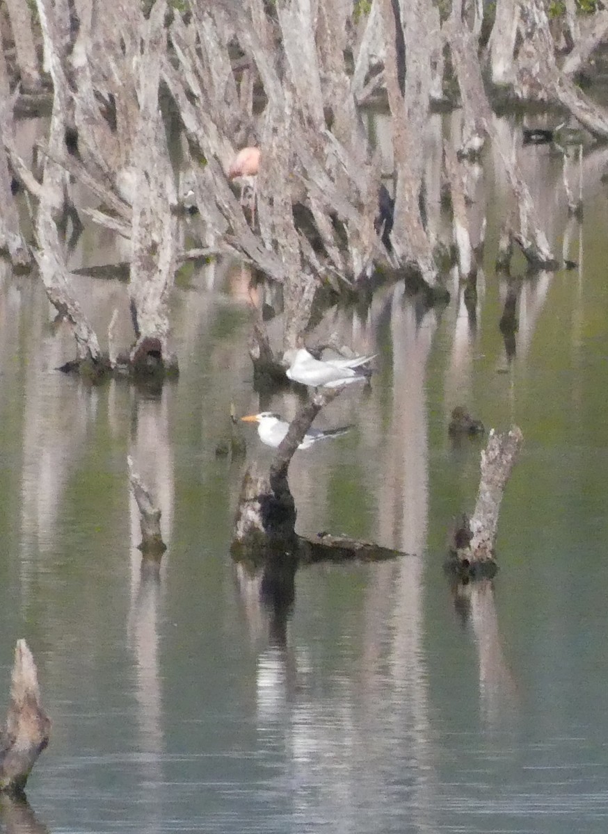 Large-billed Tern - ML644166915