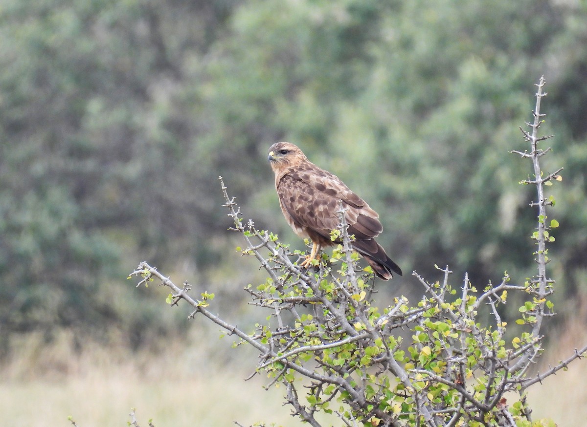 káně lesní (ssp. vulpinus/menetriesi) - ML644166927
