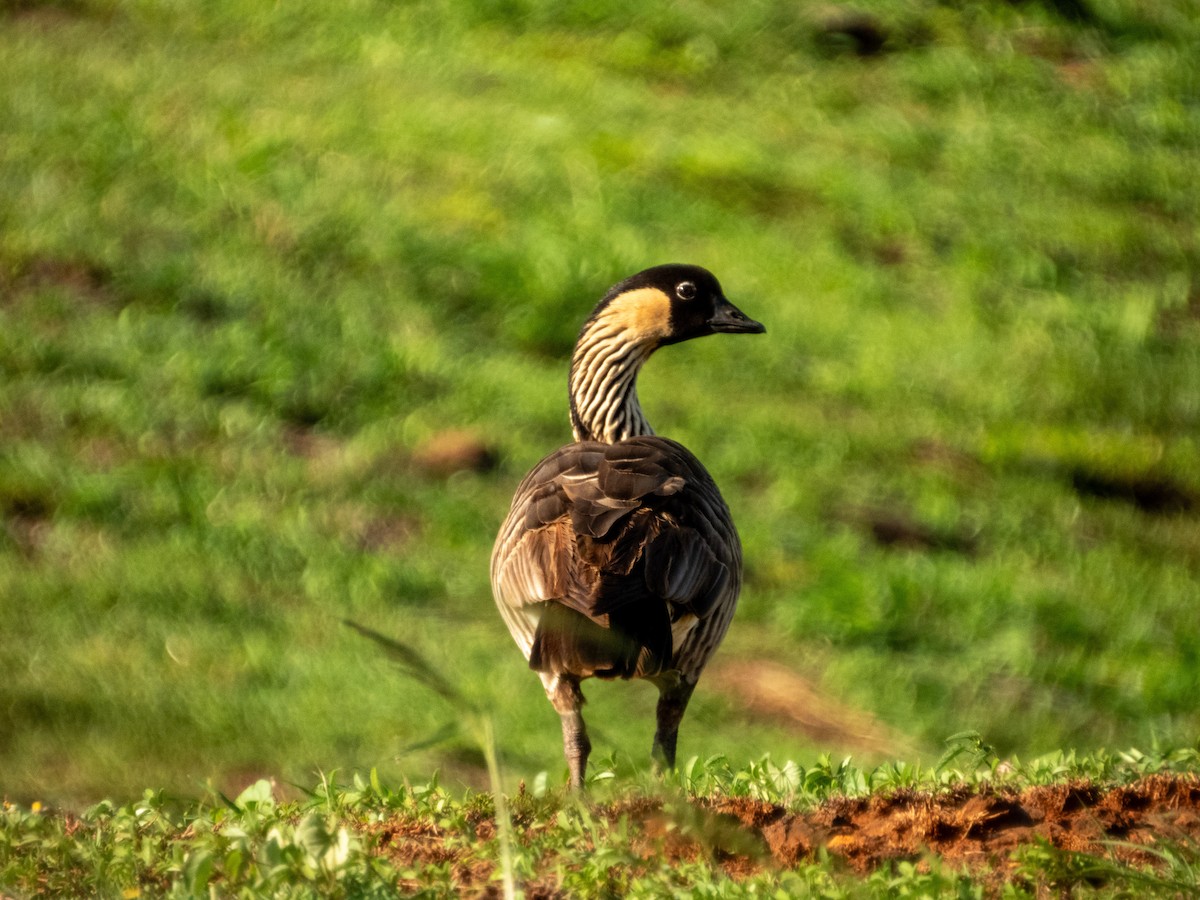 Гавайская казарка - ML644166934