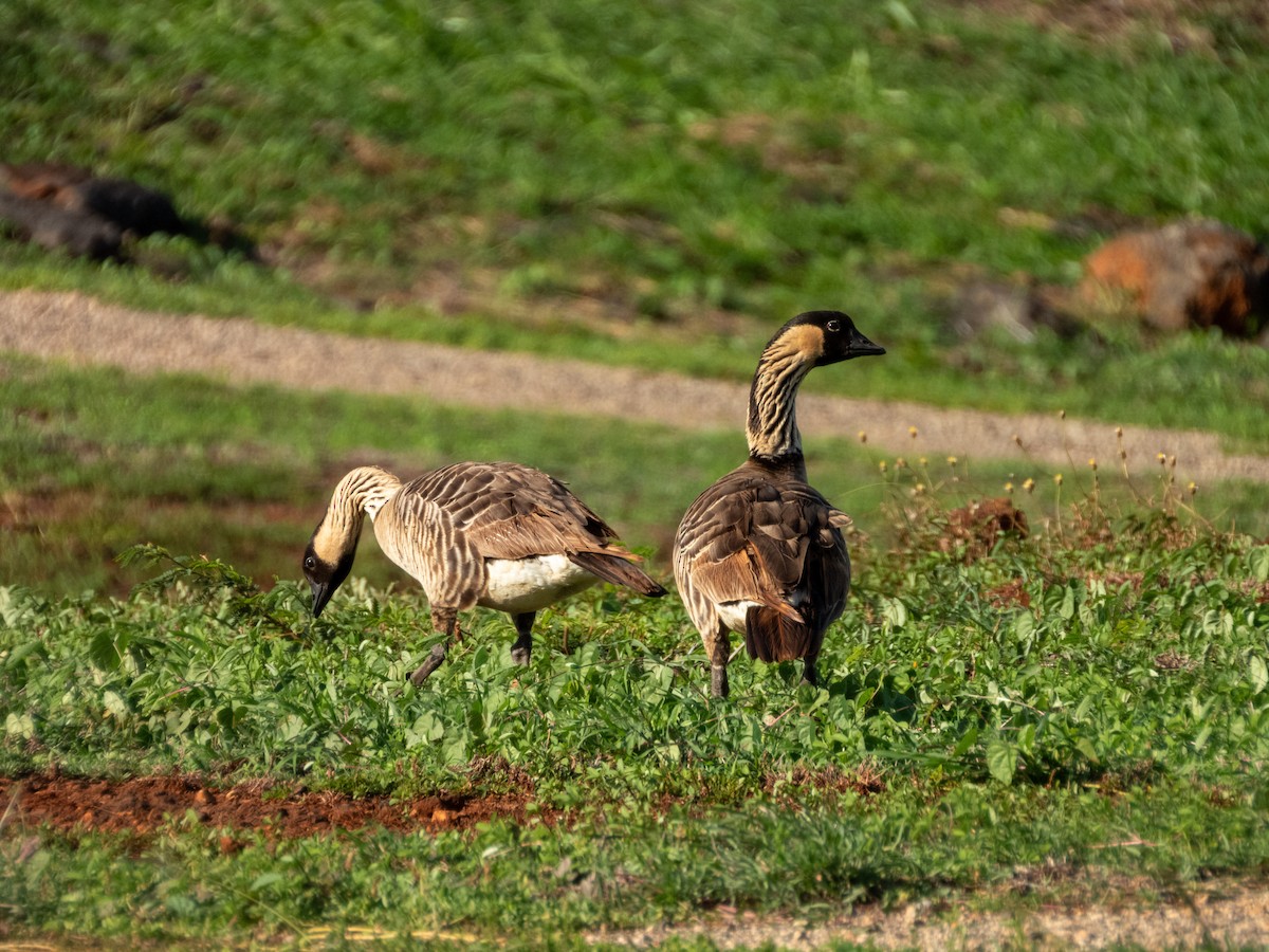 Гавайская казарка - ML644166935