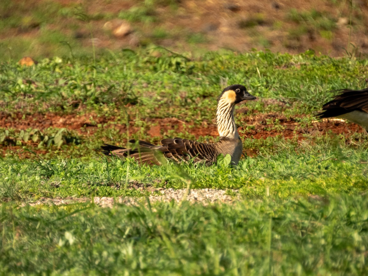 Гавайская казарка - ML644166938